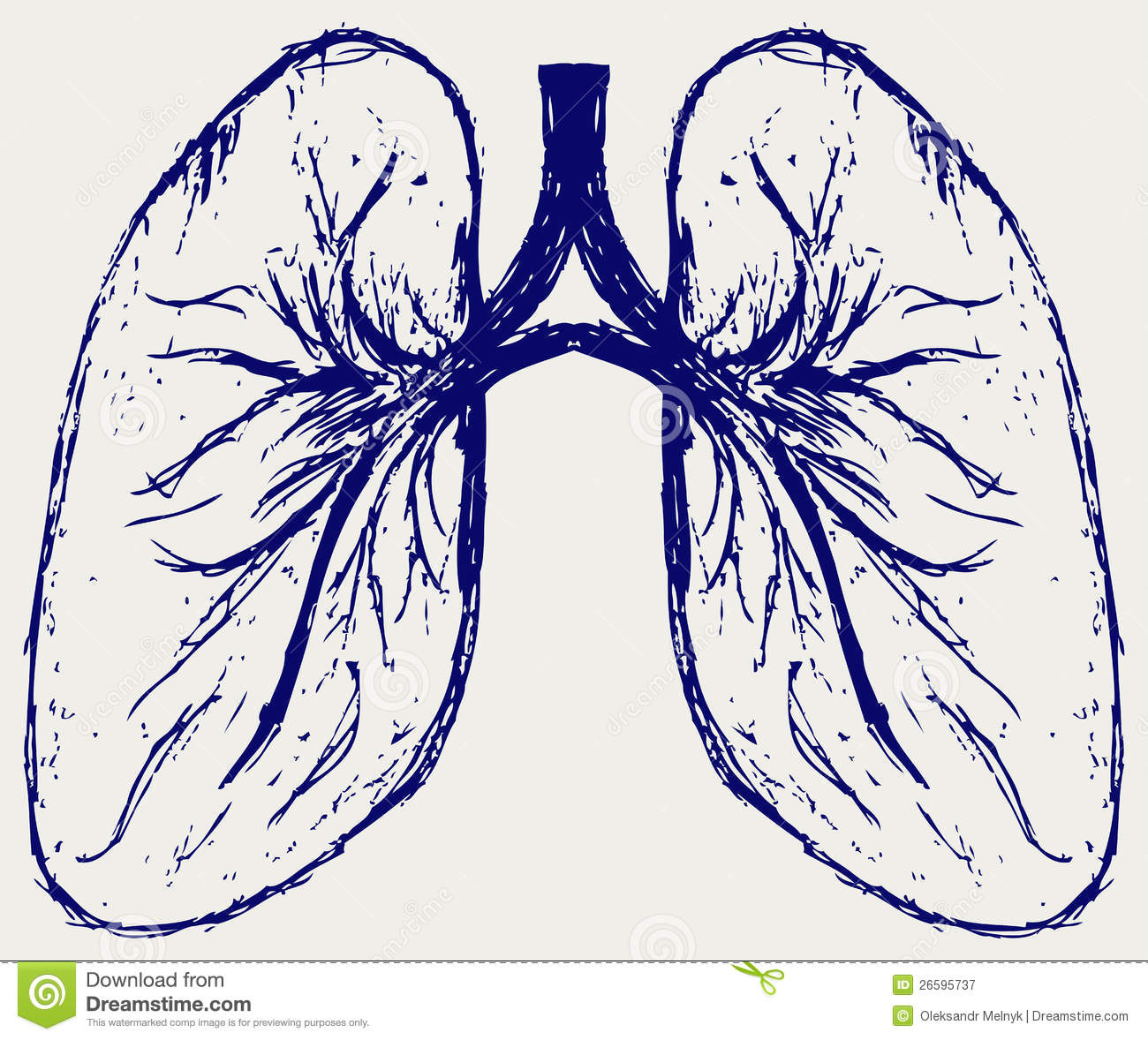 1300x1178 Lungs Person 26595737.jpg Body Parts Print