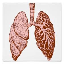 225x225 Simple Lung Drawing