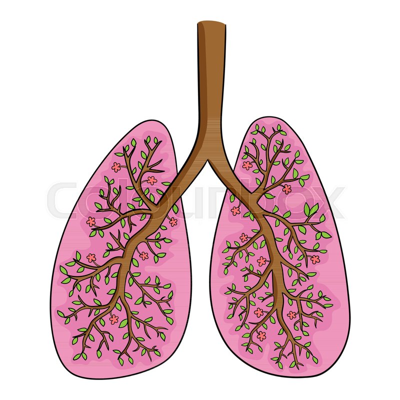 800x800 Vector Illustration Of Lungs. Doodle Drawing Of Human Organ