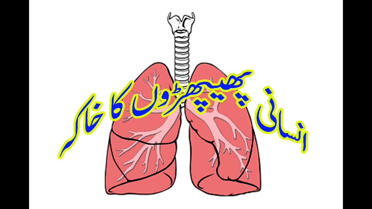 1280x720 Lungs Drawing
