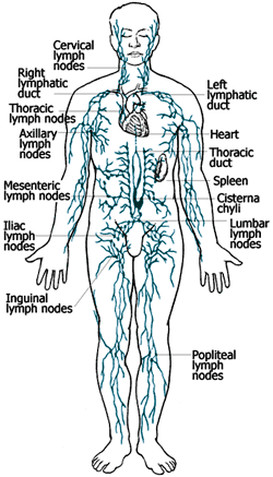 The best free Lymphatic drawing images. Download from 31 free drawings ...