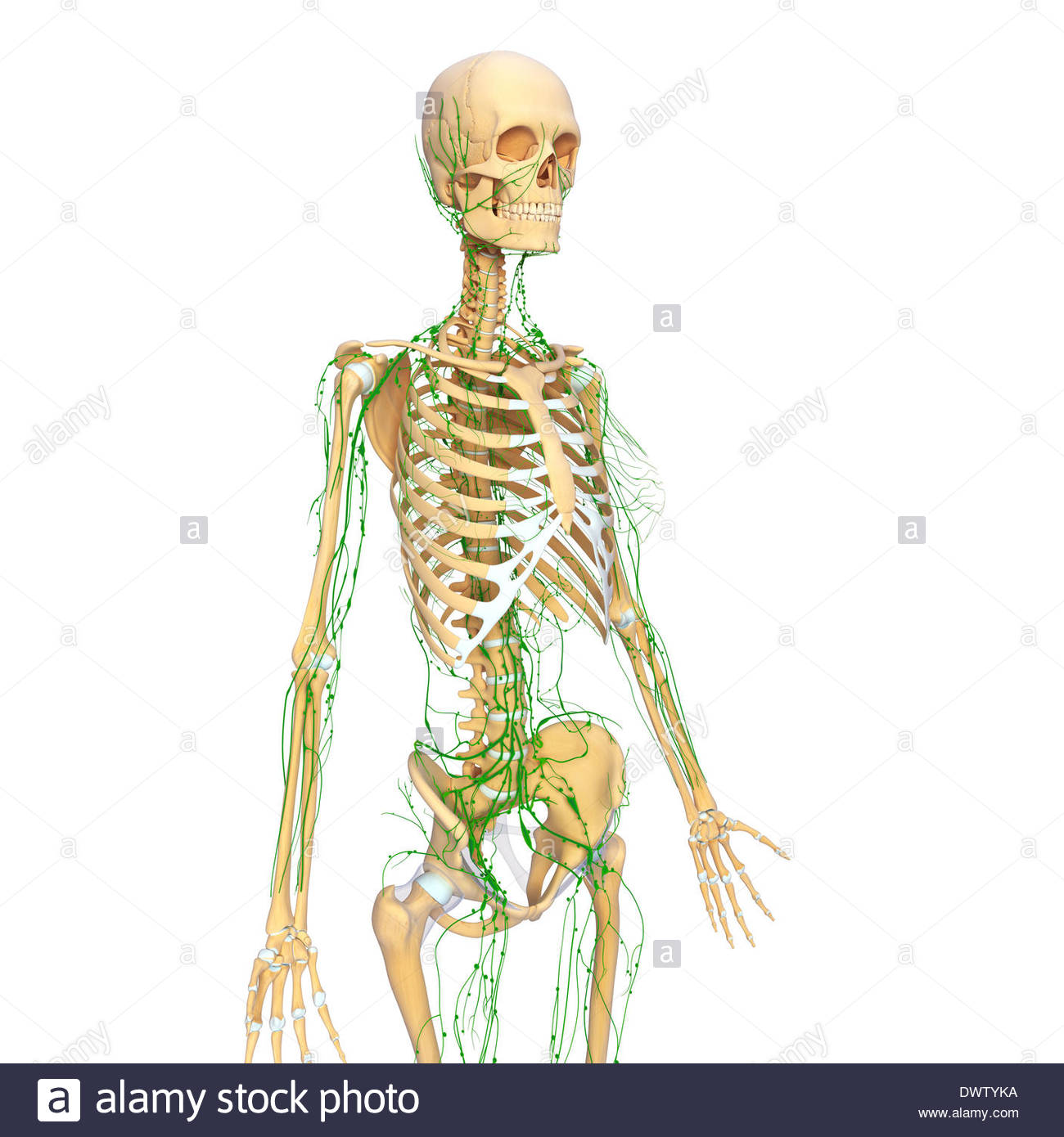1300x1390 Lymphatic System Drawing Stock Photo 67546062