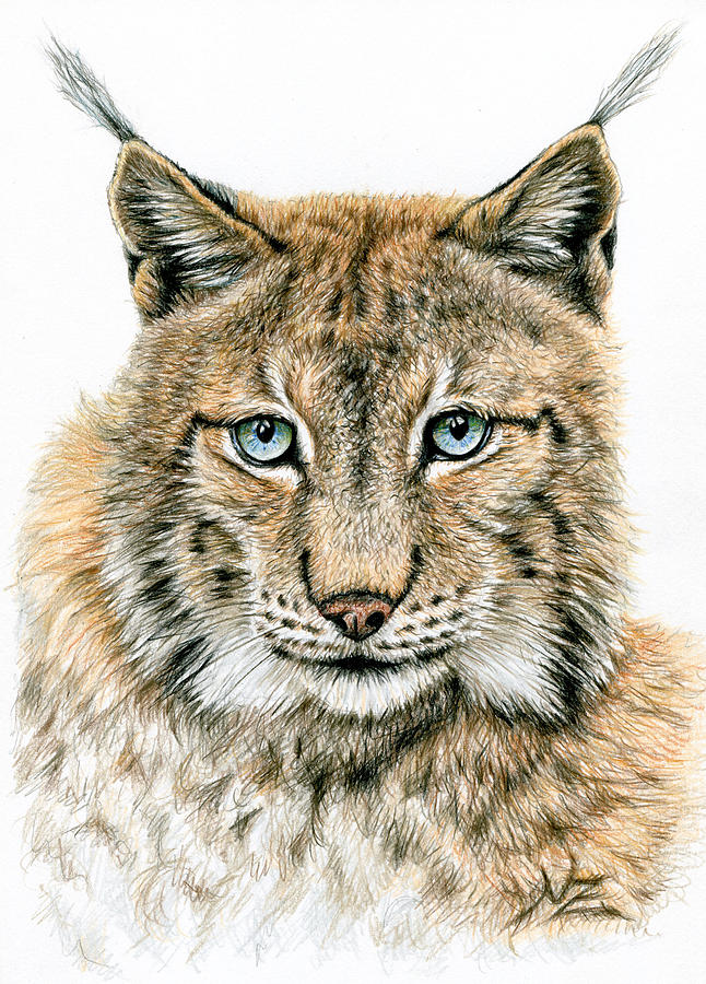 646x900 The Lynx Drawing By Nicole Zeug