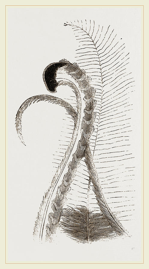 497x900 Tail Feathers Of Lyre Bird Drawing By Litz Collection