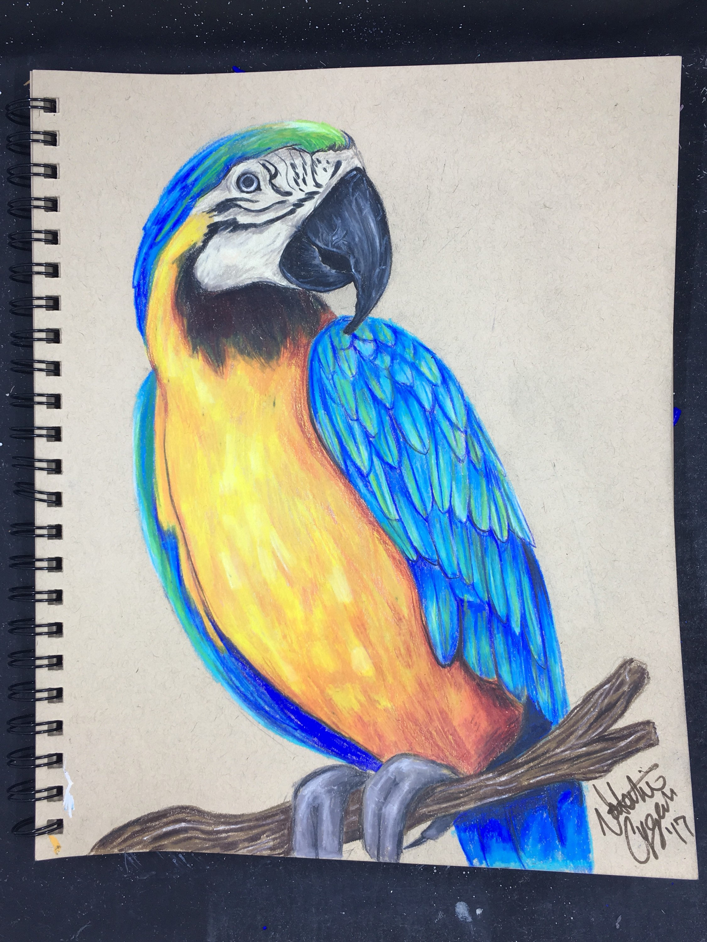 2250x3000 Original Prismacolor Blue Yellow Macaw Drawing