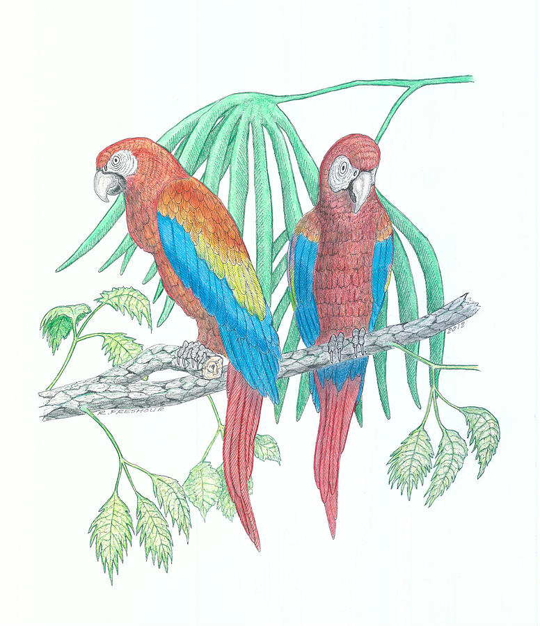 776x900 Scarlet Macaw Drawing By Richard Freshour