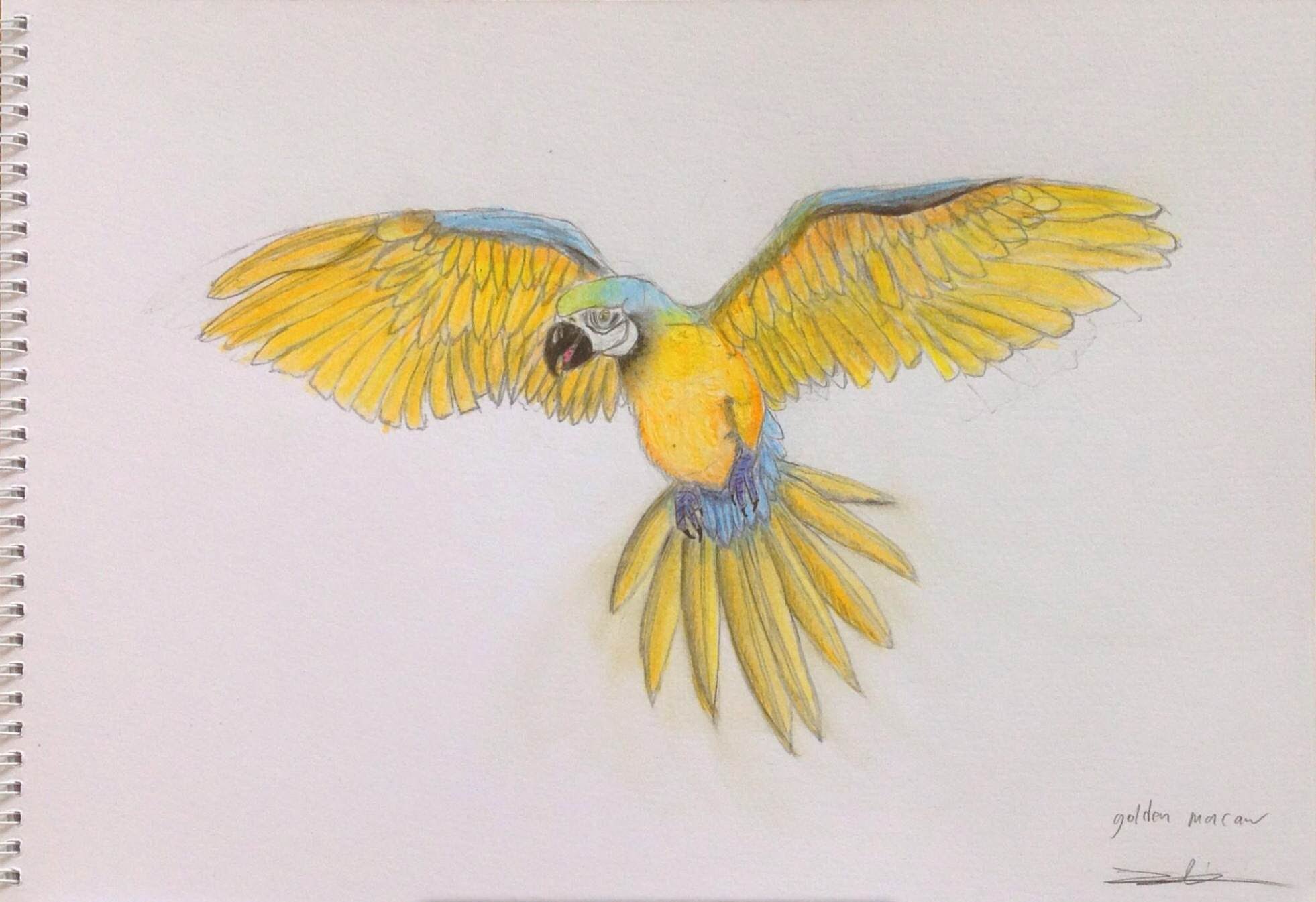 1962x1346 Flying Macaw (Speed Drawing)