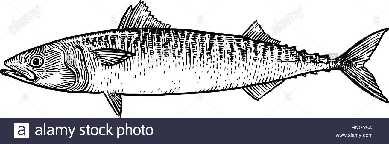 1300x484 Mackerel Fish Illustration, Drawing, Engraving, Line Art