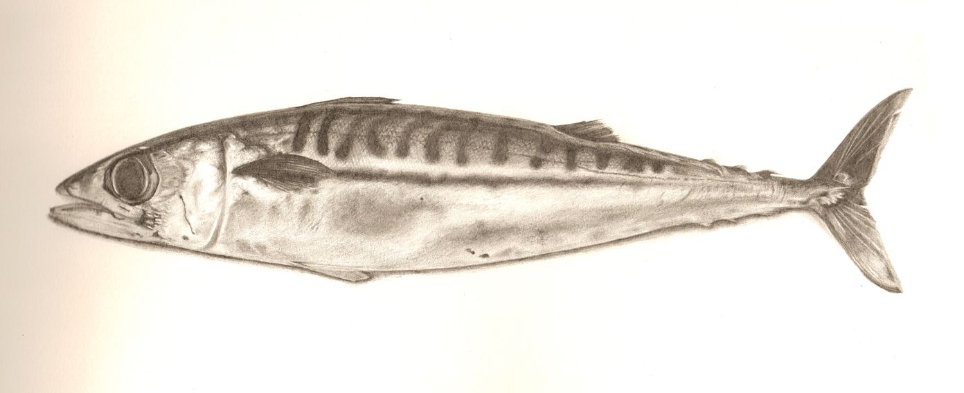 1392x568 Pencil Drawing Of An Atlantic Mackerel. Drawings