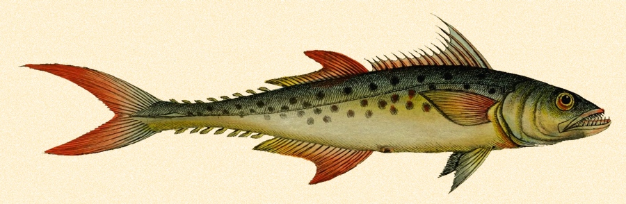 900x294 Vintage, Full Color King Mackerel Drawing