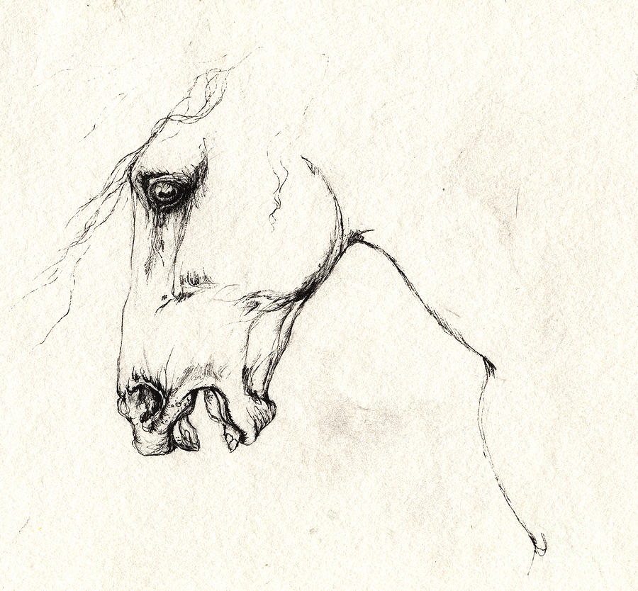 900x834 Mad Horse Drawing By Angel Ciesniarska
