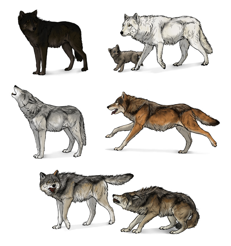 800x853 How To Draw A Wolf Head And Shoulders, Knees And Paws