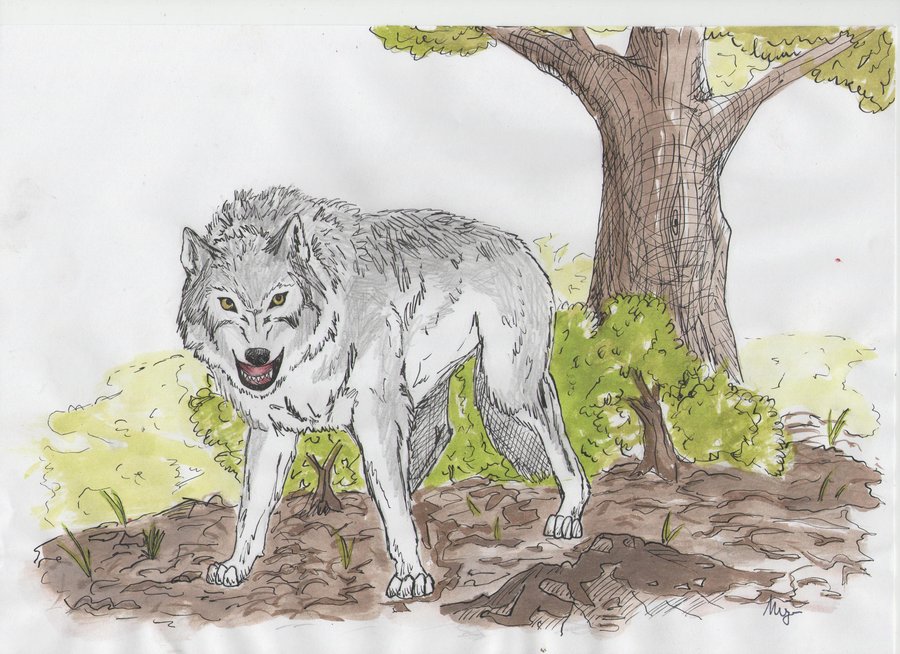 900x654 Mad Wolf By I Unknown