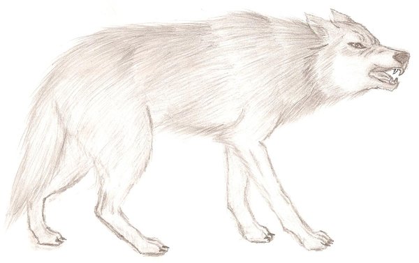 600x377 Mad Wolf By Wildhusky318