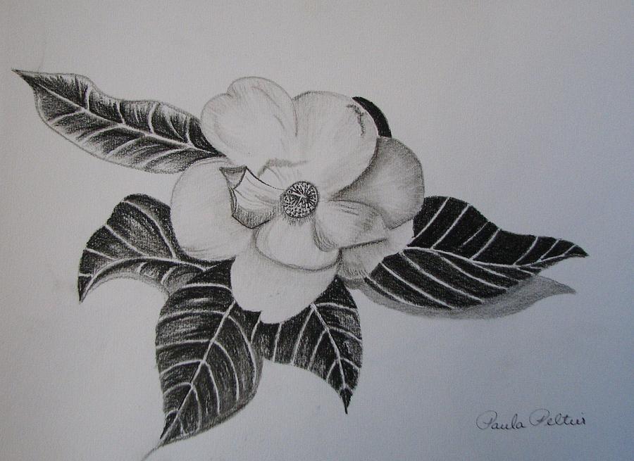 900x655 Charcoal Magnolia I Drawing By Paula Peltier