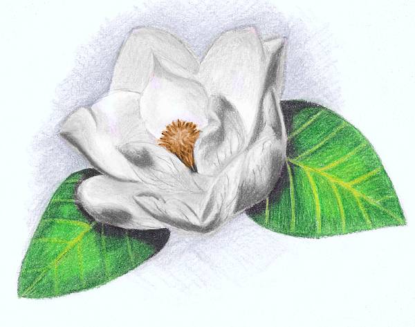 600x473 White Magnolia Drawing By Scarlett Royal