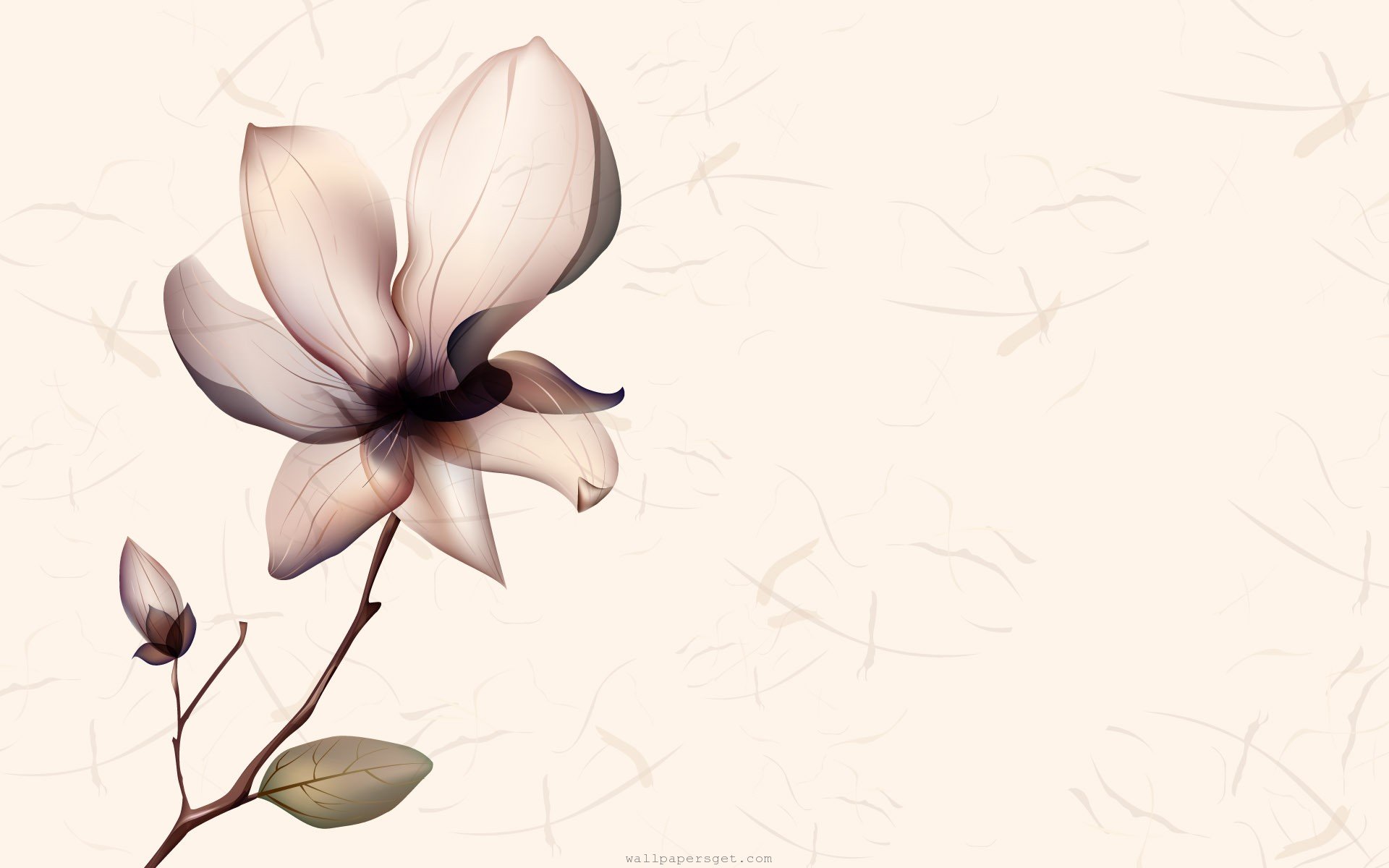 1920x1200 Magnolia Flower Drawing