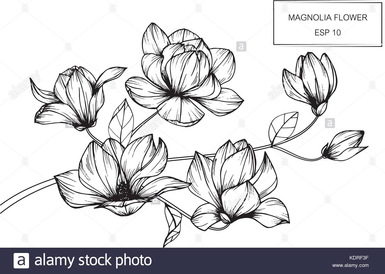 1300x926 Magnolia Flower Drawing Illustration. Black And White With Line