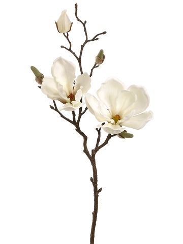 360x480 Magnolia Flowers For My Bouquet. Flowers Magnolia