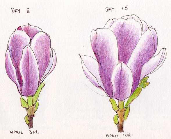 588x480 Sketching In Nature Magnolia Flower