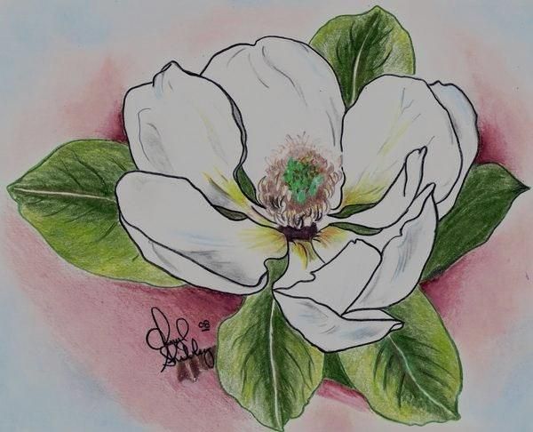 600x486 Flower Drawings Magnolia Drawing By Cheryl Shibley
