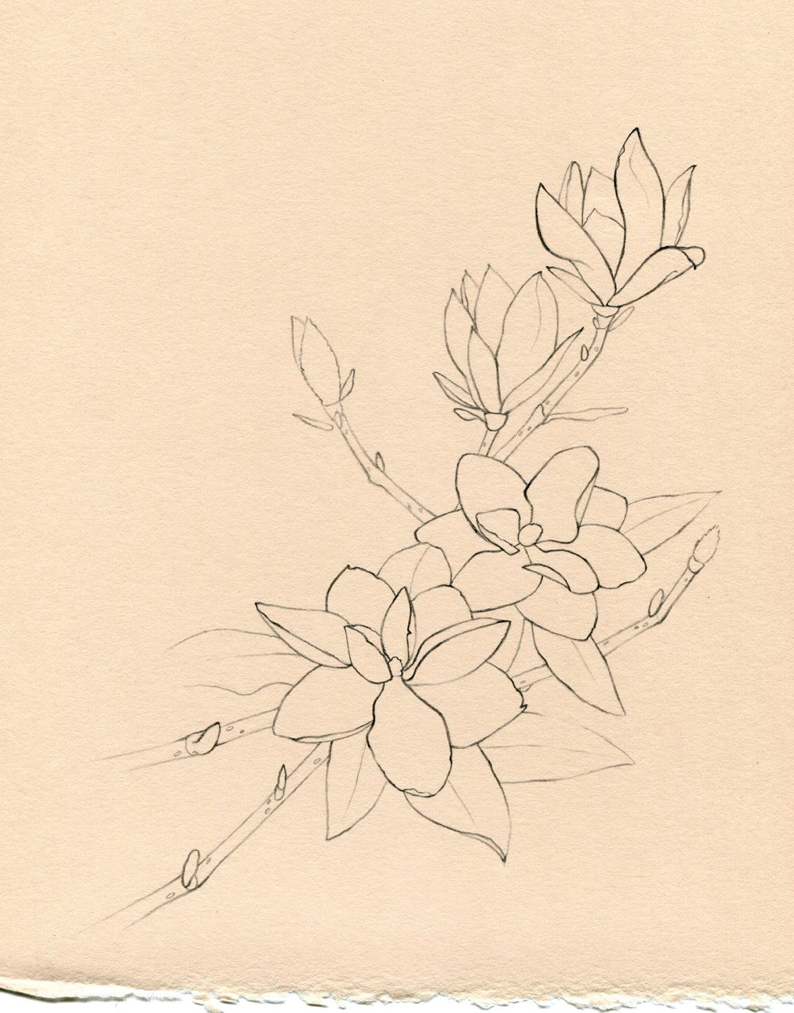 1151x1469 Magnolia Tree Tattoo Pin Magnolia Tree Tattoo Meaning