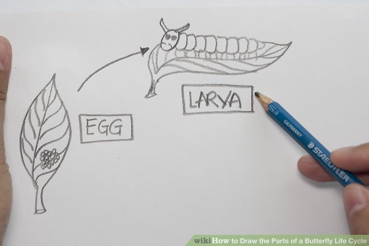 728x485 How To Draw The Parts Of A Butterfly Life Cycle 5 Steps
