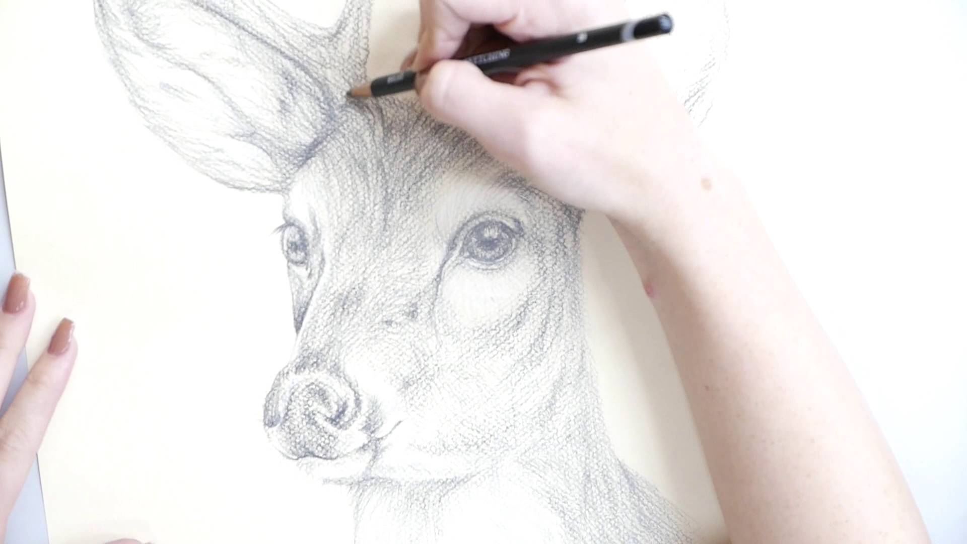 1920x1080 How To Make A Pencil Drawing Of A Deer.