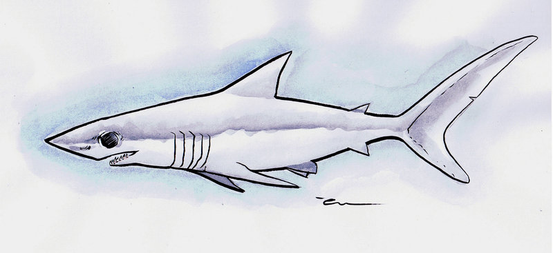 Mako Shark Drawing at GetDrawings | Free download