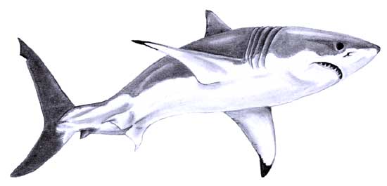 550x265 Great White Shark Sketch Great White Shark Sketch 1 By =steeljaw