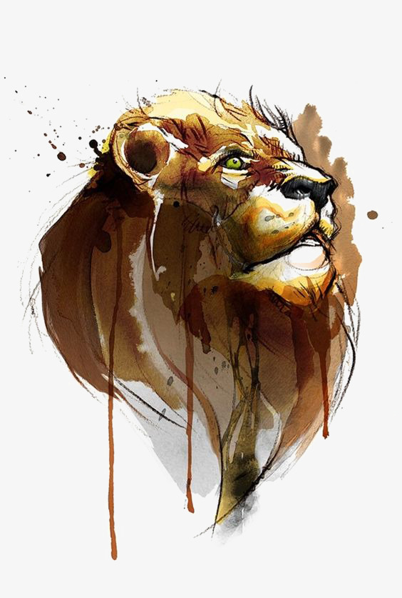 564x837 Drawing Lion, Male Lion, Lions, Cartoon Lion Png Image And Clipart