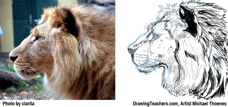 800x378 Lion Drawing