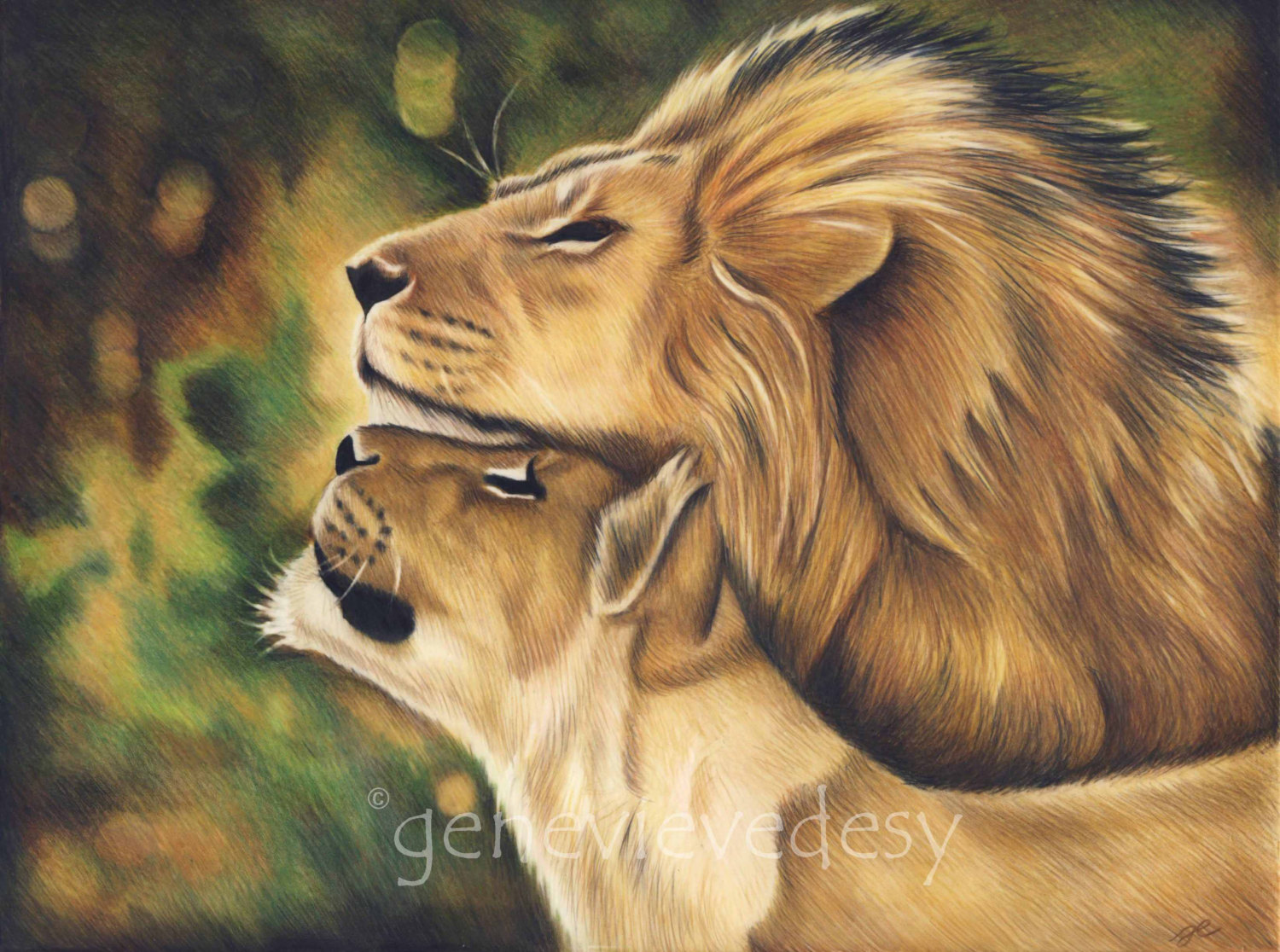 1500x1116 Original Drawing Of Lions Male Lion And Cub Drawing Lion