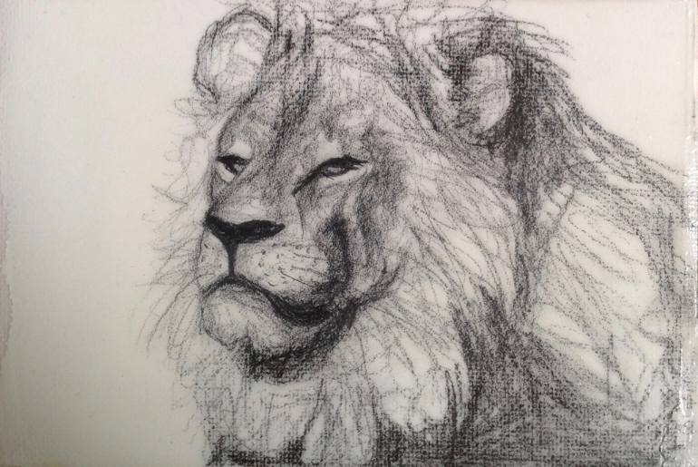 770x515 Saatchi Art Relaxed Male Lion Drawing By Danda Hesselmann