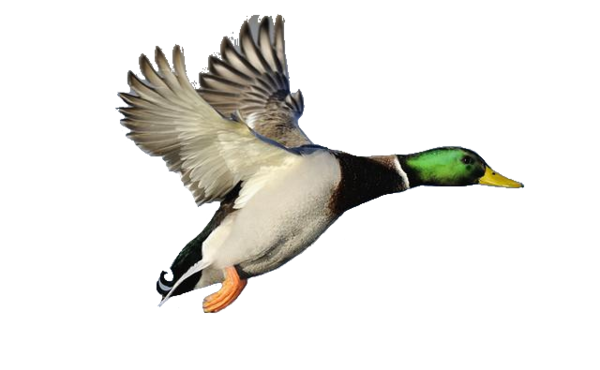 600x370 Large Mallard Free Images