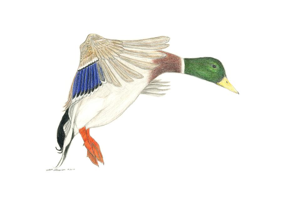 900x636 Mallard Drake Drawing By Sara Stevenson