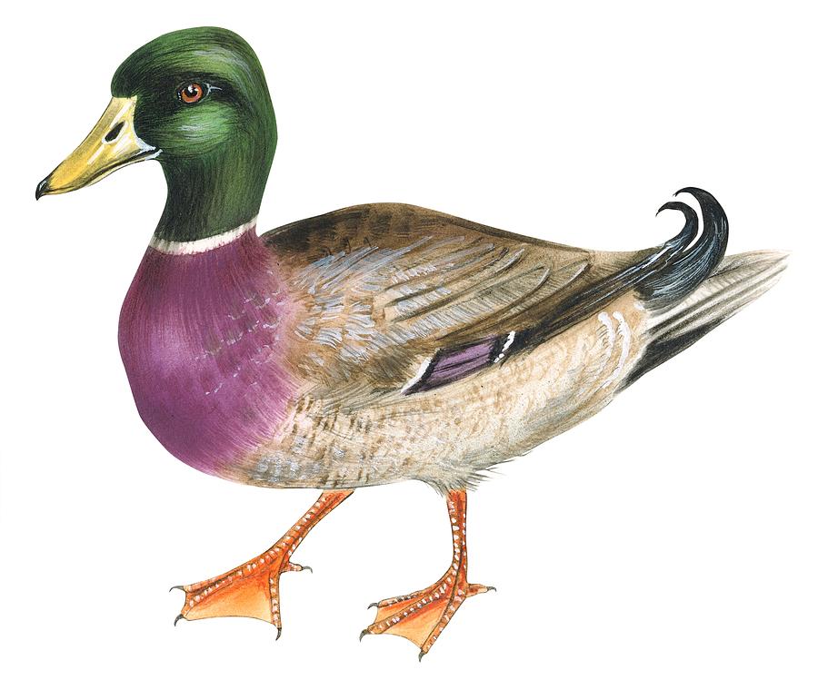 900x749 Mallard Drawing By Anonymous