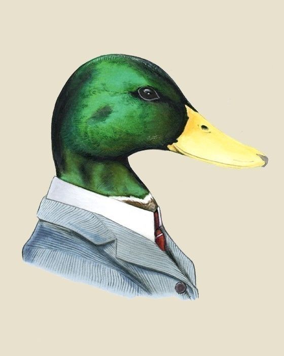 560x700 Mallard Duck Art Print 8x10 Mallard, Duck Art And Illustrations
