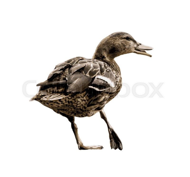 800x746 Wild Mallard Duck With The Broken Leg. Vector Graphic. Duck