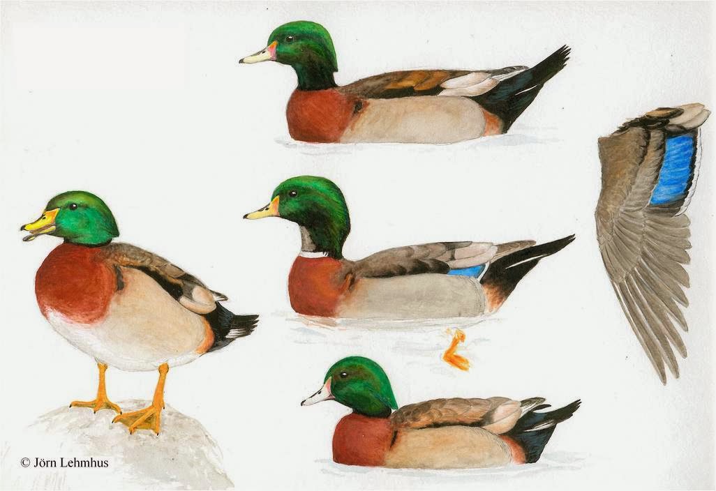 1026x704 Bird Hybrids Wood Duck X Mallard
