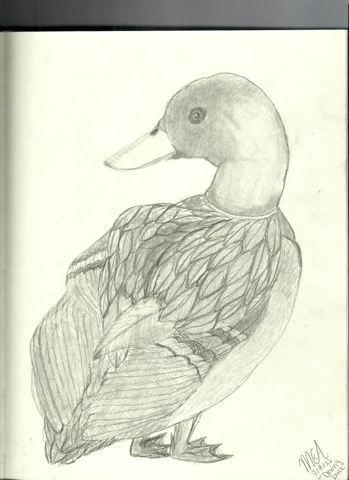 698x960 Drake Mallard Drawing (Devin's Duck) By Happyfeather