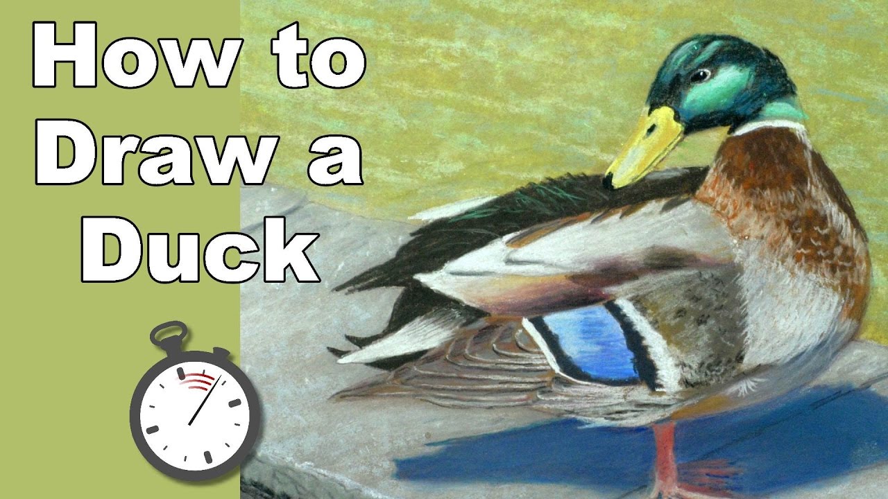1280x720 How To Draw A Mallard Duck