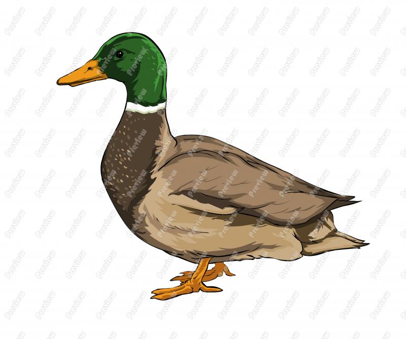800x669 Mallard Duck Clip Art