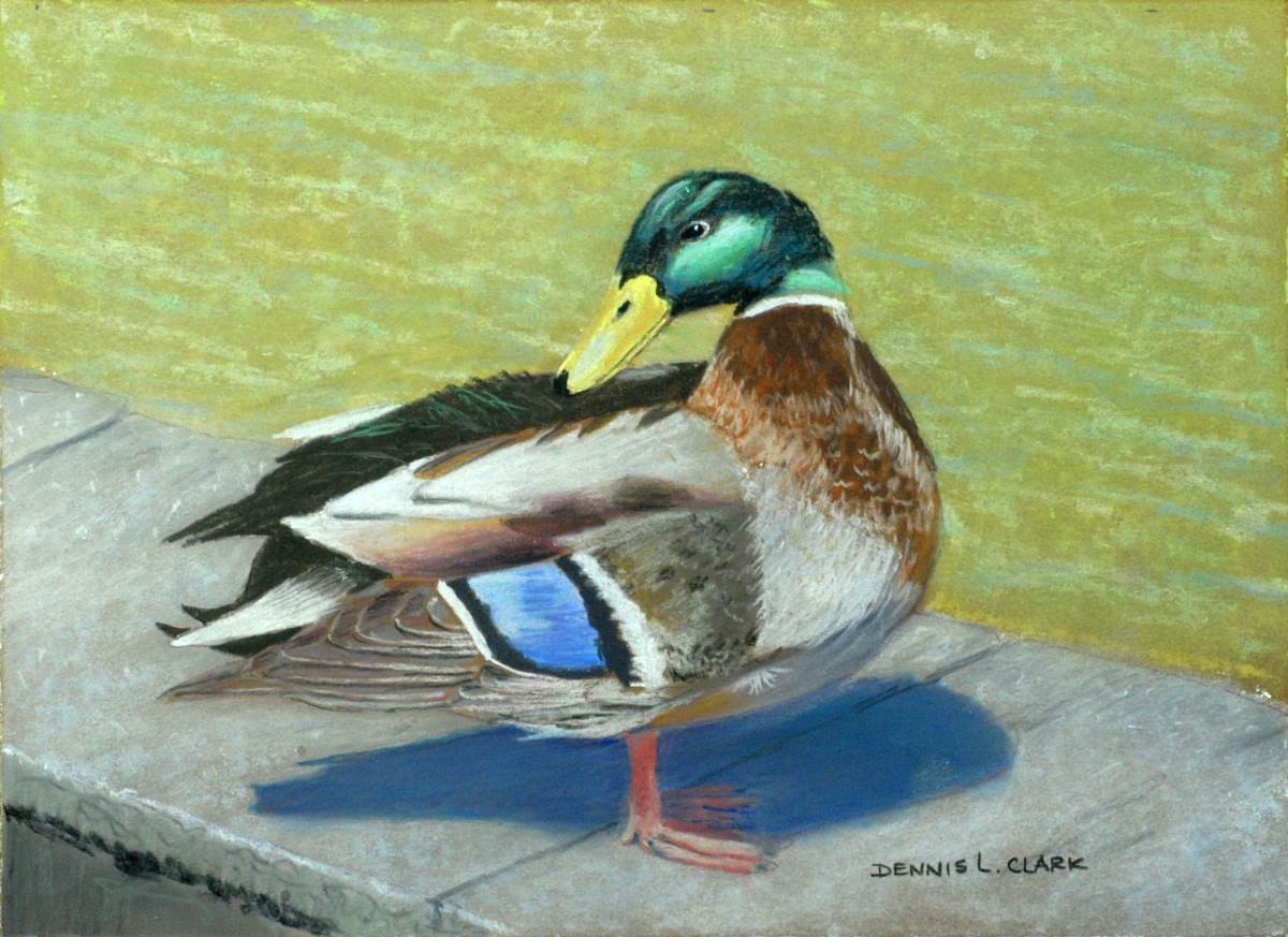 1200x873 How To Draw Mallard Duck