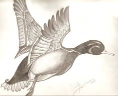 236x193 Pen And Colored Pencil Drawing Of A Flying Mallard Duck.