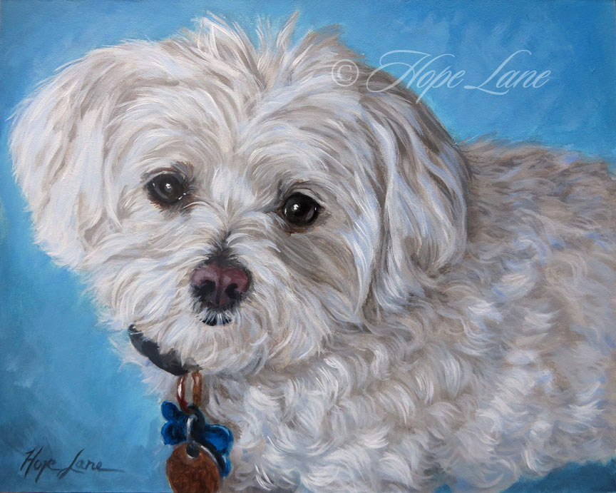 864x691 Maltese Custom Pet Portrait Painting Little White Dog White