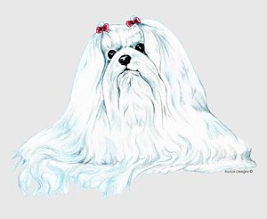 300x246 Maltese Dog Drawings Fine Art America