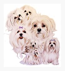 210x230 Maltese Drawing Wall Art Redbubble