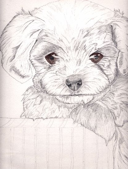 415x549 Maltese Terrier Wip By Xxxx Carbon 6 Xxxx