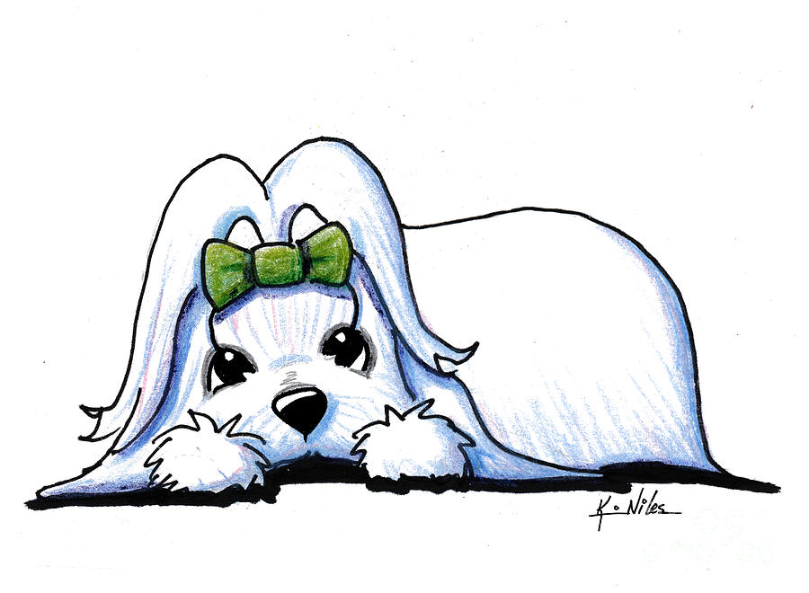 900x660 Precious Maltese Drawing By Kim Niles